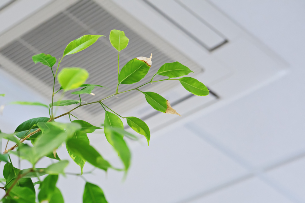 観葉植物はエアコンがある部屋でも育つの オフィスやお店では 観葉植物レンタルの深山グリーン 新宿渋谷港区をはじめ東京西部へお届け