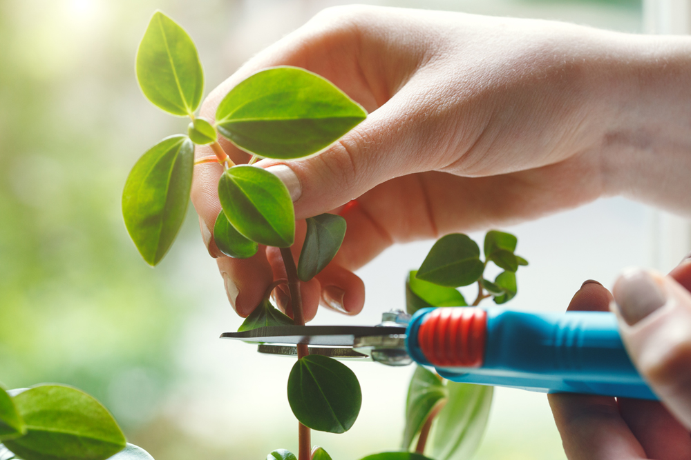 観葉植物が伸びすぎた時の対処法を紹介 手入れの頻度は 観葉植物レンタルの深山グリーン 新宿渋谷港区をはじめ東京西部へお届け