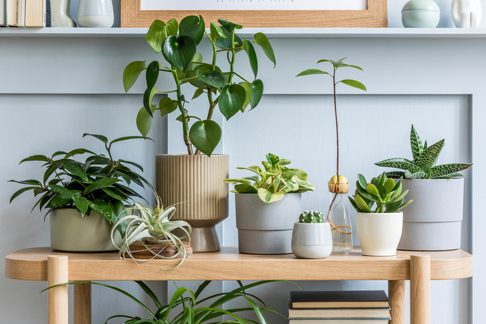 観葉植物には鉢カバーがおすすめ！どんな種類があるかご紹介します