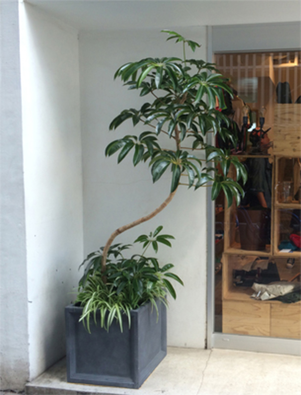 新宿区のアパレル店への観葉植物の設置事例 観葉植物レンタルの深山グリーン 新宿渋谷港区をはじめ東京西部へお届け